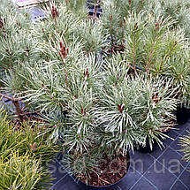 Сосна звичайна Хібернія / h 50-60 / Pinus sylvestris Hibernia, фото 5