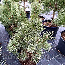 Сосна звичайна Хібернія / h 50-60 / Pinus sylvestris Hibernia, фото 6