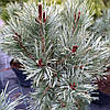 Сосна звичайна Хібернія / h 50-60 / Pinus sylvestris Hibernia, фото 7