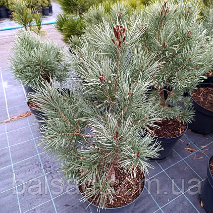 Сосна звичайна Хібернія / h 50-60 / Pinus sylvestris Hibernia, фото 1