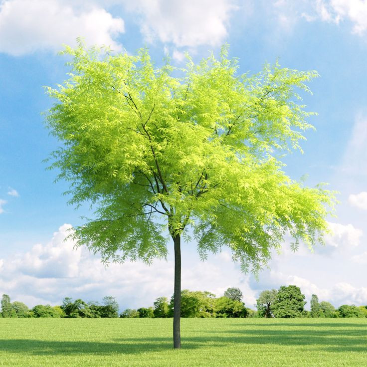 Гледичія трьохколючкова, Гледичія Тріколючковая, GLEDITSIA TRIACANTHOS