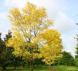 Гледичія трьохколючкова, Гледичія Тріколючковая, GLEDITSIA TRIACANTHOS, фото 4