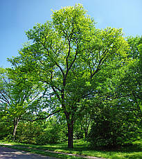 Гледичія трьохколючкова, Гледичія Тріколючковая, GLEDITSIA TRIACANTHOS, фото 6