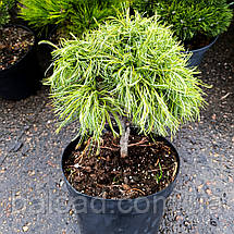 Сосна веймутова Грін Твіст / С5 / h 25-35 / Pinus Green Twist, фото 5