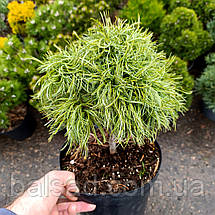 Сосна веймутова Грін Твіст / С5 / h 25-35 / Pinus Green Twist, фото 6