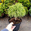 Сосна веймутова Грін Твіст / С5 / h 25-35 / Pinus Green Twist, фото 7