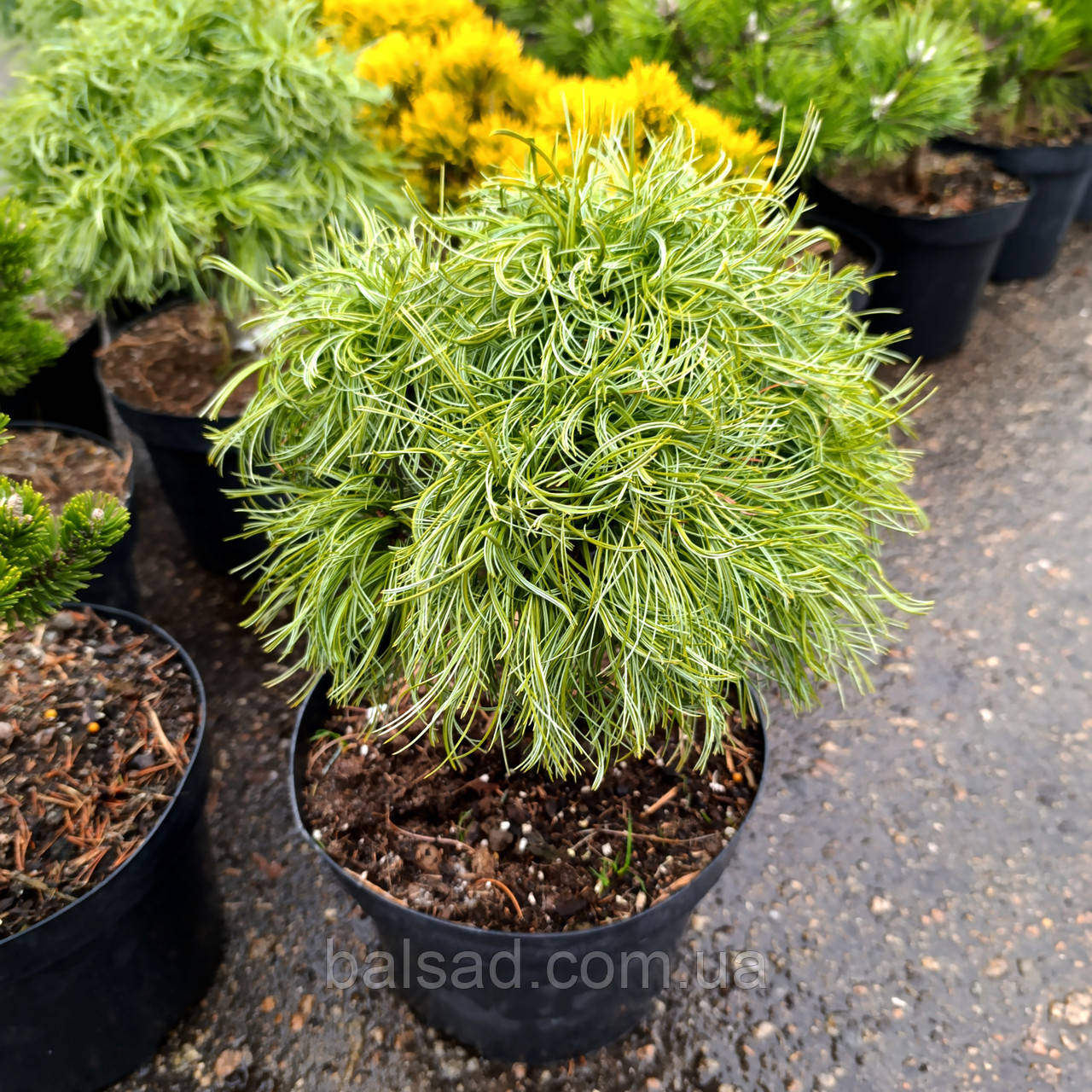 Сосна веймутова Грін Твіст / С5 / h 25-35 / Pinus Green Twist