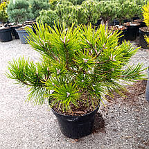 Сосна густоквіткова Лоу Глоу / С5 / d 30-40 / Pinus Low Glow, фото 4