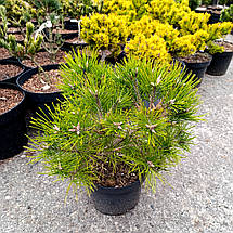 Сосна густоквіткова Лоу Глоу / С5 / d 30-40 / Pinus Low Glow, фото 5