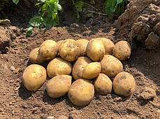 Насіннєва картопля Сорая, 90-110 днів 2 репродукція, фото 3