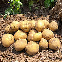 Насіннєва картопля Сорая, 90-110 днів 2 репродукція