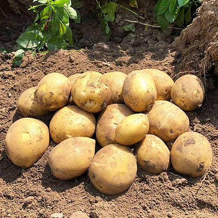Насіннєва картопля Сорая, 90-110 днів 2 репродукція, фото 1