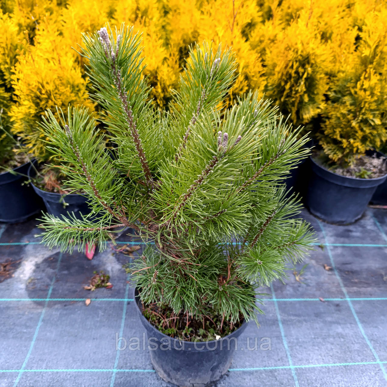 Сосна гачкувата / С3 / h 30-40 / Pinus uncinata