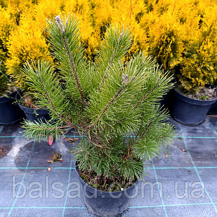 Сосна гачкувата / С3 / h 30-40 / Pinus uncinata, фото 1