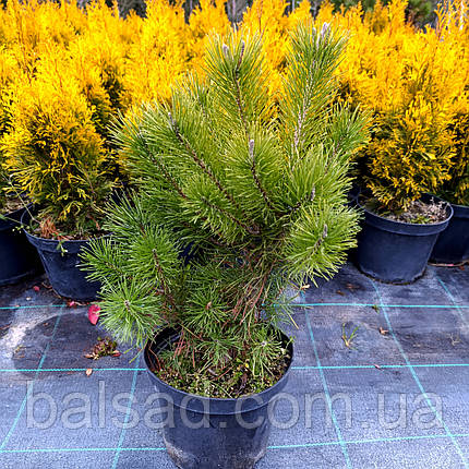 Сосна гачкувата / С3 / h 30-40 / Pinus uncinata, фото 3