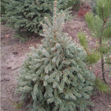 Ялина колюча Глаука 60-80 см