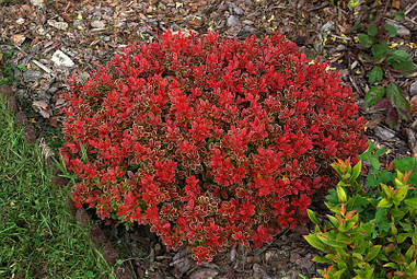 Барбарис Тунберга Admiration 3 річний, Барбарис Тунберга Адмирейшн, Berberis thunbergii Admiration