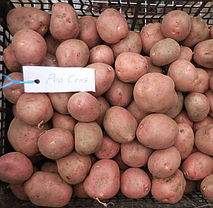 Насіннєва картопля Ред Соня, 2 репродукція, фото 4