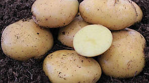 Насіннєва картопля Мелоді, 2 репродукція, фото 5