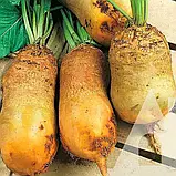 Буряк кормовий Бригадир, 300 г (ПЕ-пак), Садиба, фото 2