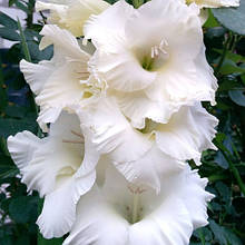 Гладіолус Ранні сутінки (цибулина)