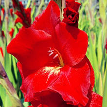 Гладіолус Оскар (цибулина)