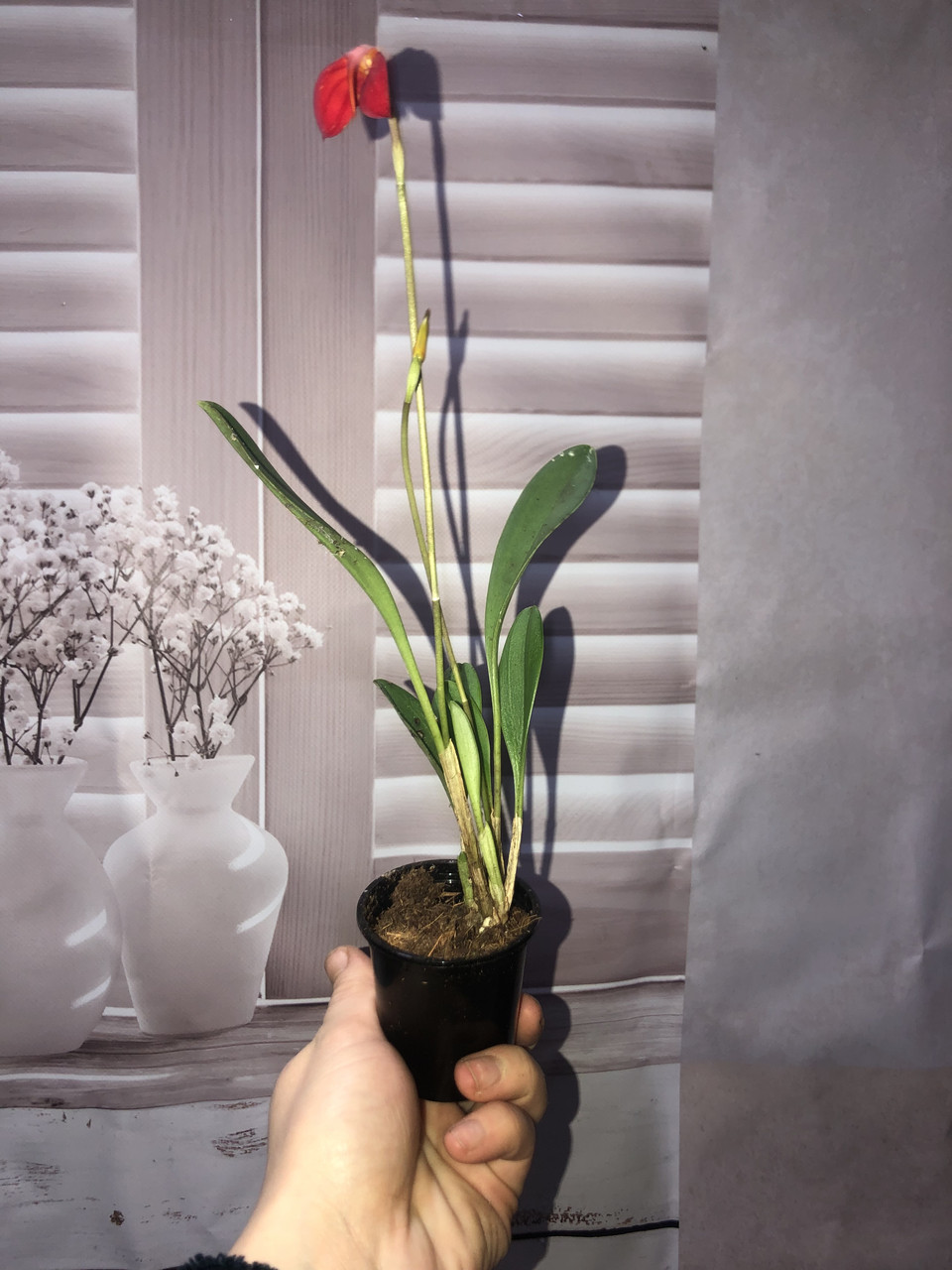 Орхідея Masdevallia Ignea (6 горшок)