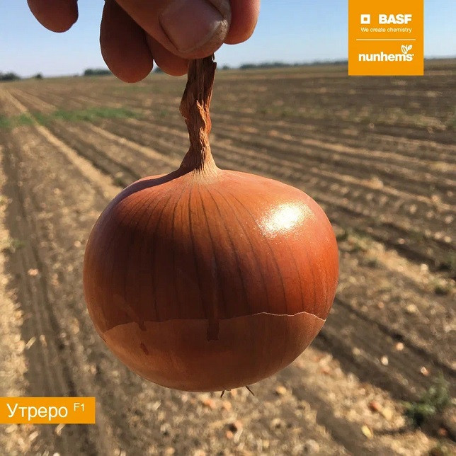 Насіння ріпчастої цибулі Утреро F1 Nunhems 100000