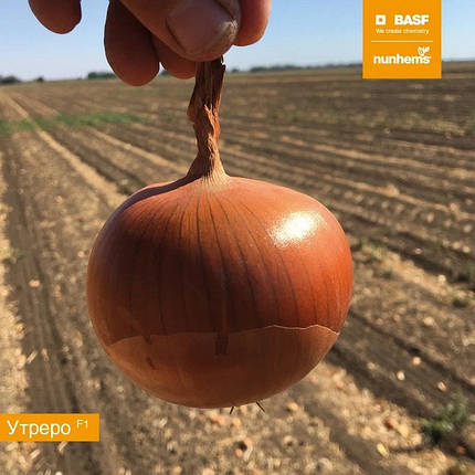 Насіння ріпчастої цибулі Утреро F1 Nunhems 100000, фото 1