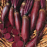 Буряк столовий Атаман, 2 г, Традиція, фото 2