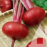 Буряк столовий Єгипетський плаский, 20 г, Садиба, фото 3