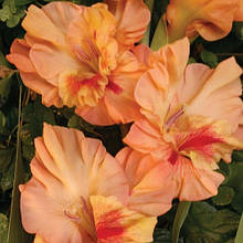 Гладіолус Милий друг (цибулина)