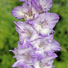 Гладіолус Неонова блискавка (цибулина)