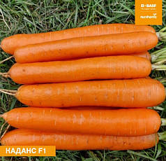 Насіння моркви Каданс F1 Nunhems 100000