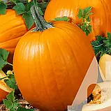 Гарбуз Гілея, 2 г, Традиція, фото 2