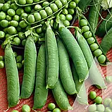 Горох мозковий Авола, 100 г, Садиба, фото 3