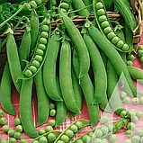 Горох мозковий Келмервейл, 20 г, Садиба, фото 3