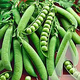 Горох мозковий Кельведонське диво, 100 г, Садиба, фото 3