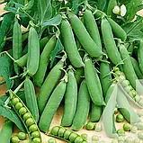 Горох мозковий Скінадо, 20 г, Садиба, фото 3