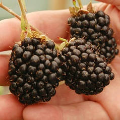 Ожина Рубен (Ruben) ремонтантна 1 років, горщик 2л.