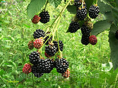 Ожина Торнфрі (Tornfree), полуупакованные