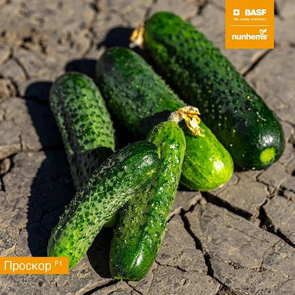 Насіння огірка Проскор F1 Nunhems 1000, фото 1