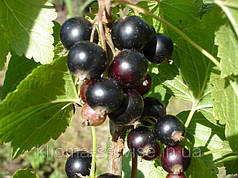 Саджанці смородини Білоруська солодка