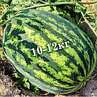 Кавун Ау Продюсер (великоплідний) GL Seeds 5 г, фото 3