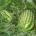 Кавун Клондайк Блакитна стрічка (10-12 кг) 10 г, фото 2