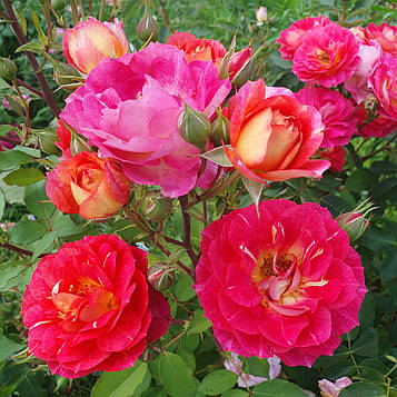 Ле Потес де Бедрос (Les Potes de Bedros)