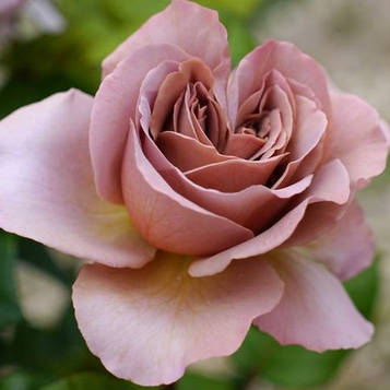 Кафе Латте (Cafe Latte )