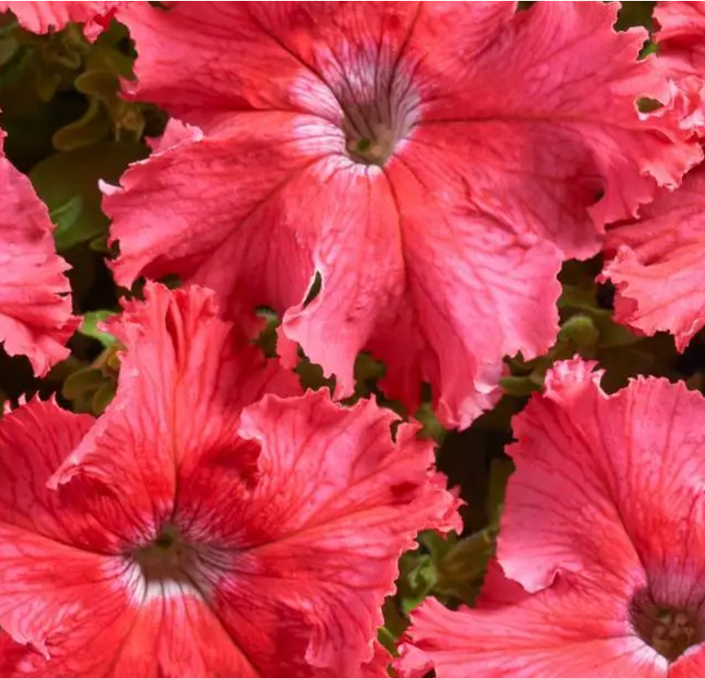 Петунія грандіфлора бахромчаста Афродіта F1 лососевий 20 насінин Професійне насіння, фото 1