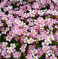 Ломикамінь Арендса Хайлендер 10 насінин rose shades Syngenta