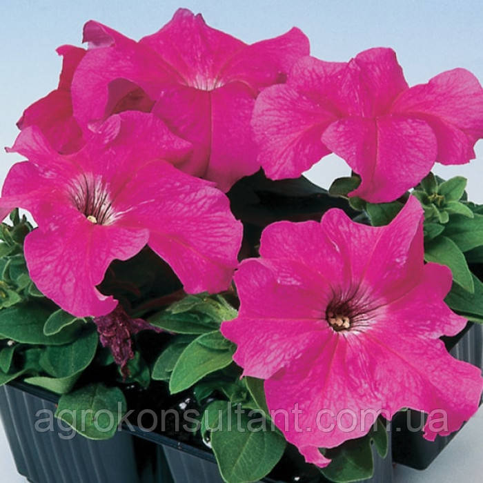 Насіння петунії Танго F1 рожева, 20 насінин — ранній, великоквітковий, густо квітучий гібрид